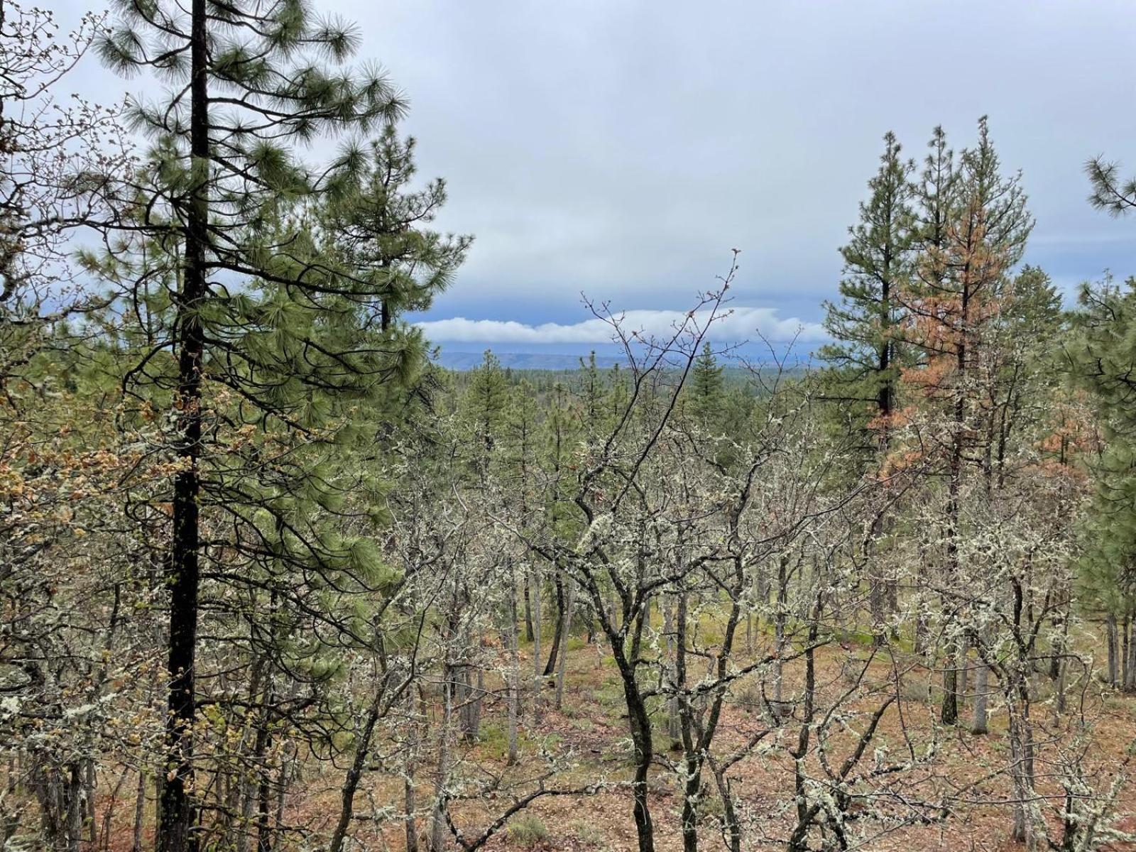 فندق Treehouse Ranch Goldendale المظهر الخارجي الصورة